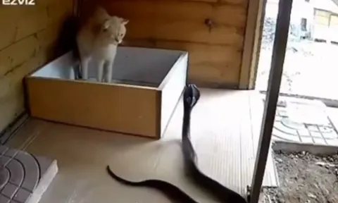 CLIP: Chủ động tấn công mèo, rắn hổ mang đất bị đối thủ tát cho không trượt phát nào