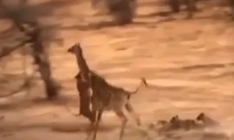 CLIP: Đi săn hươu cao cổ, sư tử bị đạp cho vỡ mặt