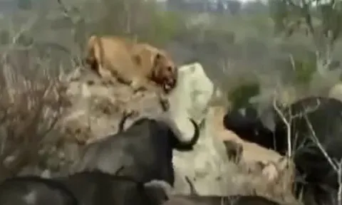 CLIP: Rơi vào vòng vây của đàn trâu rừng, sư tử bị giày xéo đến chết