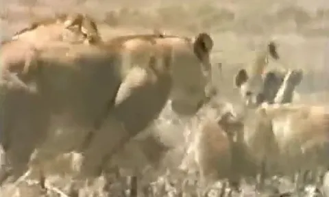 CLIP: 'Lớn mật' giành mồi của sư tử, linh cẩu nhận ngay bài học nhớ đời