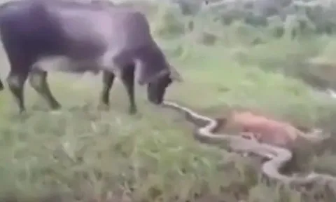 CLIP: Thấy bê bị trăn siết chết, bò mẹ nổi điên liên tục dẫm đạp loài bò sát để trả thù cho con
