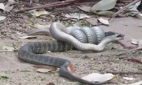 CLIP: Đụng độ rắn nâu, rắn hổ mang bị kẻ thù cắn nát đầu