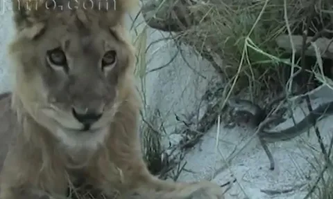 CLIP: Đụng độ rắn mamba đen, sư tử nhận cái kết bi thảm