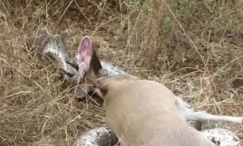 CLIP: Tham lam nuốt linh dương, trăn đá bị sừng con mồi đâm thủng họng