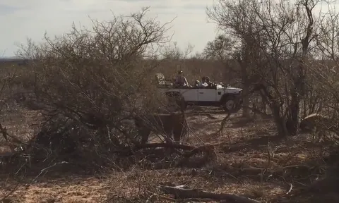 CLIP: Sư tử đực đơn độc bị bầy linh cẩu vây hãm khi không còn ở thời kỳ đỉnh cao