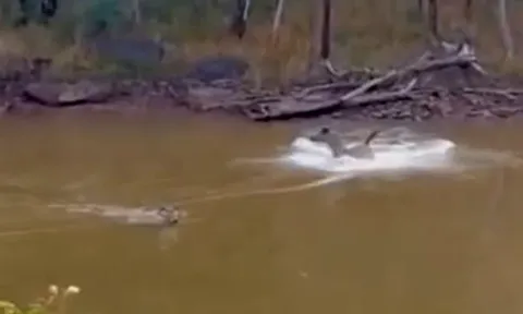 CLIP: Bị báo hoa mai điên cuồng truy sát, hươu Sambar vẫn thoát chết ngoạn mục