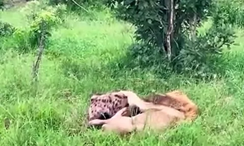 CLIP: Bị sư tử ngoạm chặt cổ, linh cẩu vẫn có màn thoát thân siêu ngầu