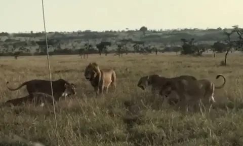 CLIP: Đàn sư tử cái hợp sức, đánh đuổi sư tử đực vì tội xâm phạm lãnh thổ