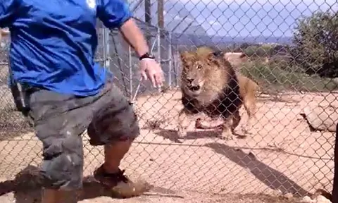 CLIP: Cho sư tử ăn, người quản thú bất ngờ bị chúa sơn lâm tấn công và cái kết 'thót tim'