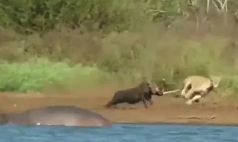 CLIP: Đang tắm bùn, lợn bướu bị sư tử truy sát và cái kết