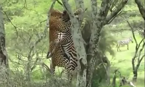 CLIP: Rình rập đỉnh cao, báo hoa mai hạ sát ngựa vằn trong chớp mắt