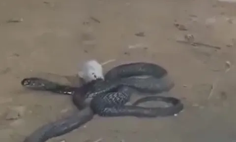 CLIP: Đụng độ 2 con hổ mang chúa, chuột bạch hung hăng cắn rắn độc và cái kết ngược đời