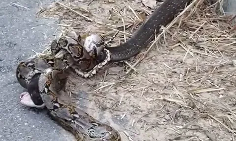 CLIP: Mãn nhãn trước màn tử chiến gay cấn của rắn hổ mang chúa và trăn gấm