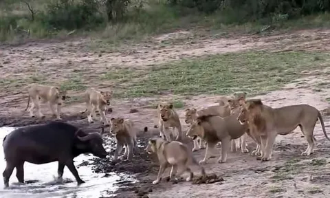 CLIP: Bị sư tử tấn công, trâu rừng liền dùng kế 'thủy chiến' khiến kẻ địch rút lui