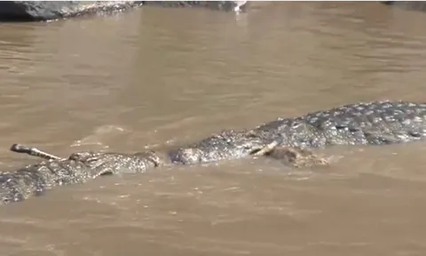 CLIP: Đàn cá sấu hợp sức hạ gục và xé xác ngựa vằn non