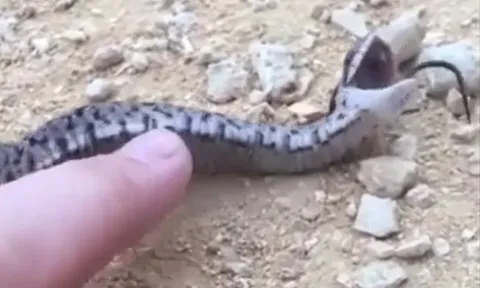 CLIP: 'Tan chảy' trước khoảng khắc giả chết của rắn mũi hếch hognose