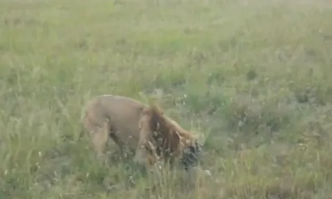 CLIP: Sư tử đực liều lĩnh săn nhím và cái kết bất ngờ