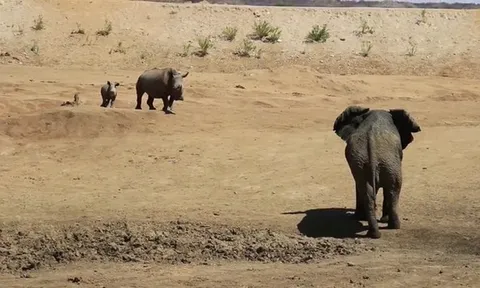 CLIP: Tê giác mẹ dũng cảm tấn công voi để bảo vệ con non