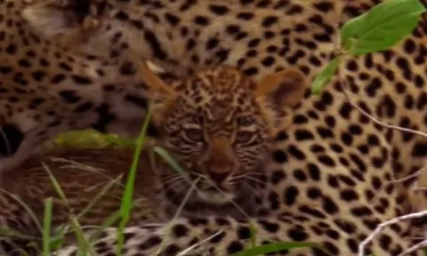 CLIP: Báo con bị trăn sát hại khi mẹ đi săn