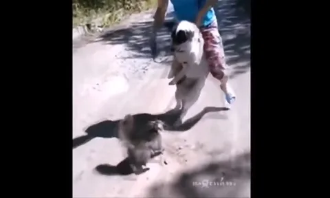 CLIP: Khi mèo nổi loạn, những pha “phản công” khiến chó phải chạy dài