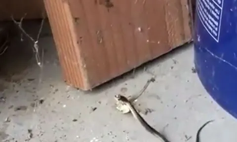 CLIP: Ớn lạnh trước khoảnh khắc nhện độc 'giăng bẫy' để săn rắn