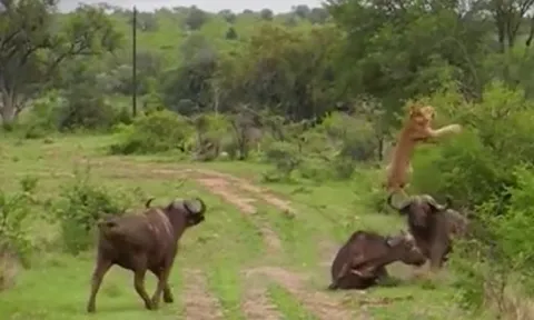 CLIP: Đi săn trâu rừng, sư tử bị đồng loại của con mồi 'hành' cho nhừ tử