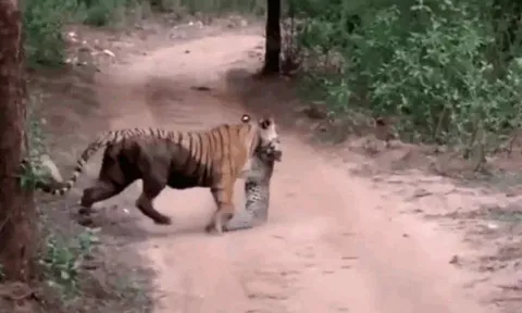 CLIP: Hổ tung đòn, hạ gục báo đốm rồi lôi đi trước mặt du khách