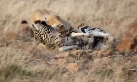 CLIP: Một phút lơ là, ngựa vằn mất mạng dưới móng vuốt tử thần