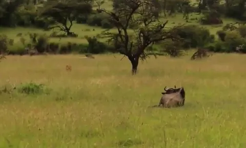 CLIP: Linh dương đầu bò bỏ mạng vì… ngủ quên giữa đồng cỏ