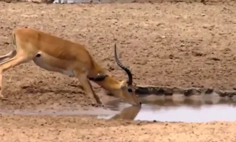 CLIP: Linh dương Impala bỏ mạng oan uổng vì "vũ khí" sắc bén của chính mình