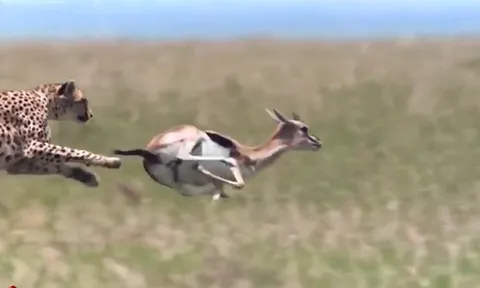 CLIP: Khỉ đầu chó bất ngờ giải cứu linh dương Impala khỏi nanh vuốt báo săn