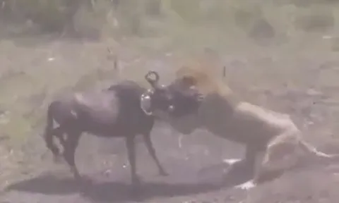 CLIP: Sư tử mai phục tài tình, tóm gọn linh dương đầu bò trong tích tắc