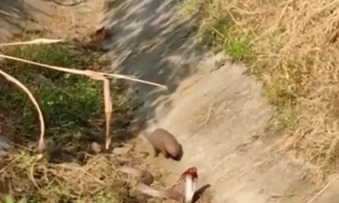 CLIP: Bị cầy mangut bất ngờ 'đánh úp' rồi lôi đi, rắn hổ mang đón nhận cái kết khó ngờ
