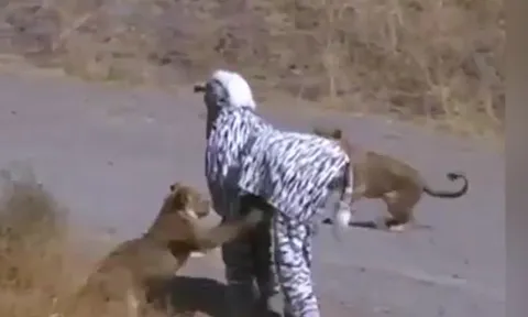 CLIP: Đóng giả ngựa vằn để trêu sư tử, 2 nam thanh niên suýt phải trả giá bằng cả tính mạng