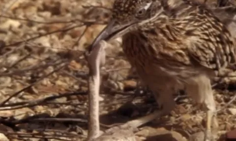 CLIP: Gà lôi đuôi dài tóm gọn rắn chuông sau trận tử chiến nghẹt thở