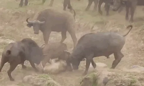 CLIP: Vừa tóm được nghé con, sư tử đã bị đàn trâu rừng lao lại 'hành' cho thừa sống thiếu chết