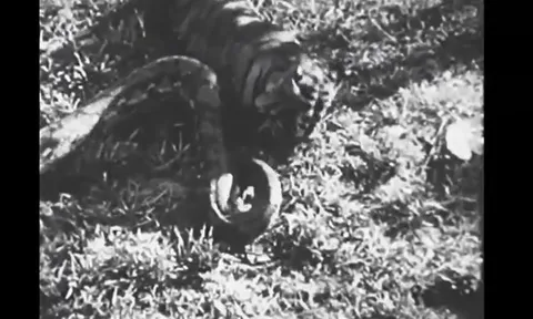 CLIP: Hổ dữ nhận kết cục bi thảm trước trăn khổng lồ