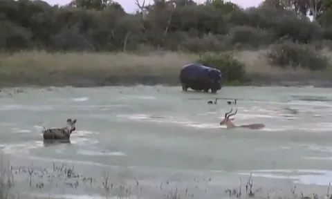 CLIP: Linh dương Impala mắc kẹt giữa hiểm họa, trên bờ chó hoang, dưới nước hà mã