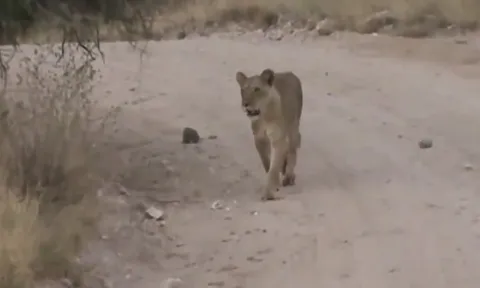 CLIP: Sư tử cái tàn nhẫn hành hạ khỉ đầu chó non