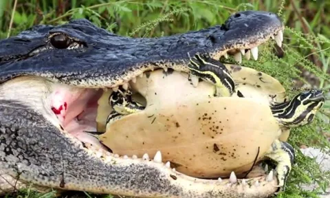 CLIP: Cá sấu bắt được rùa nhưng đành bất lực trước lớp mai cứng như thép