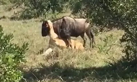 CLIP: Linh dương đầu bò chiến đấu quyết liệt giành sự sống trước hàm răng của sư tử