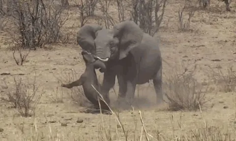 CLIP: Voi châu Phi bỗng nhiên nổi cơn thịnh nộ, lao lại hành hạ trâu rừng cho đến chết