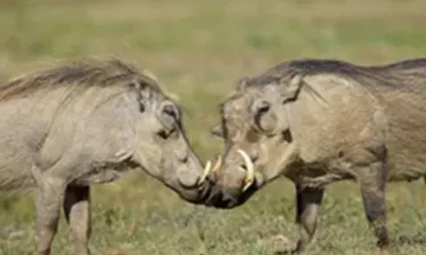 CLIP: Lợn bướu ác chiến đẫm máu để tranh giành lãnh thổ