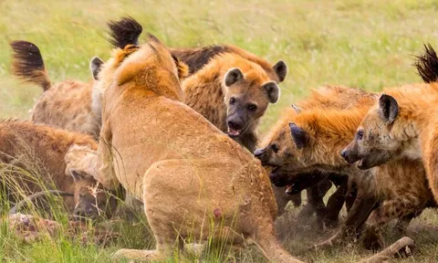CLIP: Rơi vào thế yếu, sư tử bị bầy linh cẩu 'đánh nhừ tử'