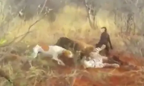 CLIP: Báo đốm quằn quại đau đớn vì bị 4 con chó săn tấn công