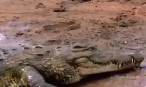 CLIP: Mãn nhãn trước màn phi thân săn mồi đỉnh cao của cá sấu sông Nile