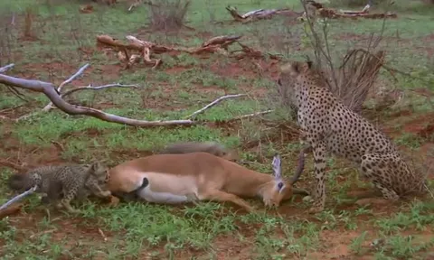 CLIP: Diễn cảnh giả chết để đánh lừa báo săn, linh dương liệu có thoát thân được?