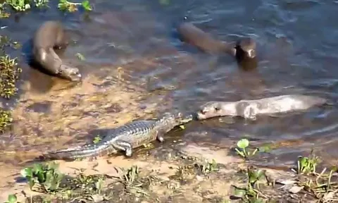 CLIP: Đụng độ đàn rái cá, cá sấu nhận cái kết khó tin