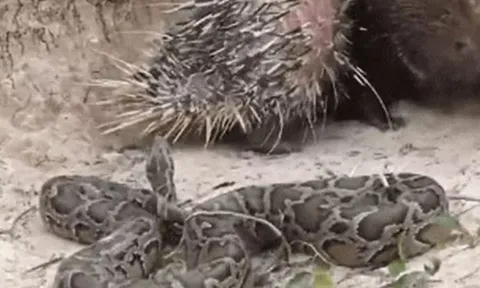 CLIP: Đi quá hóa liều, trăn gấm đi săn nhím rồi nhận cái kết thê thảm