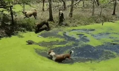 CLIP: Bị 4 con chó nhà tấn công dưới nước, kỳ đà vẫn tạo nên kỳ tích